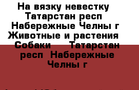   На вязку невестку - Татарстан респ., Набережные Челны г. Животные и растения » Собаки   . Татарстан респ.,Набережные Челны г.